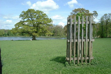 Tree shelter in Corsham Park